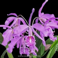 Cattleya maxima sp. Orchid Plant - BS