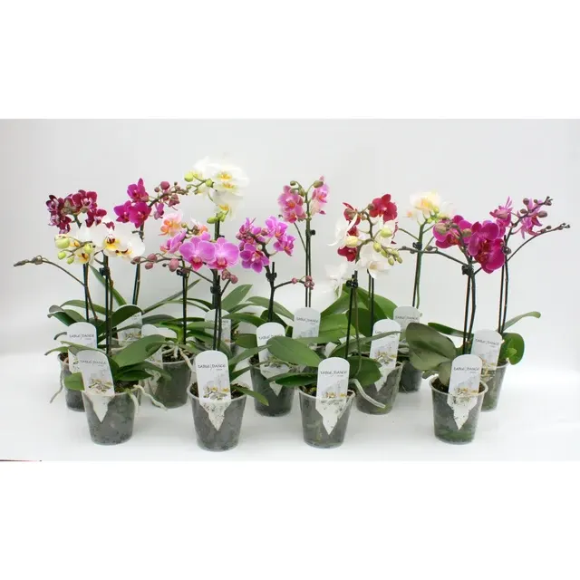 Phalaenopsis multiflora mix