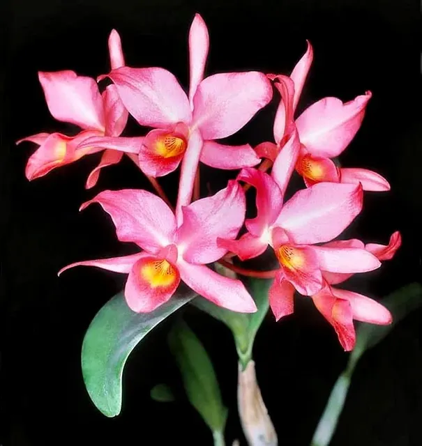 Guarianthe guatemalensis