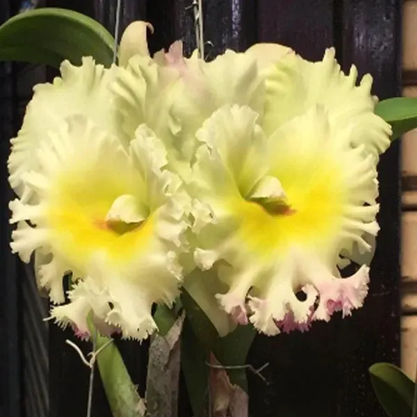 Rhyncholaeliocattleya Siam White