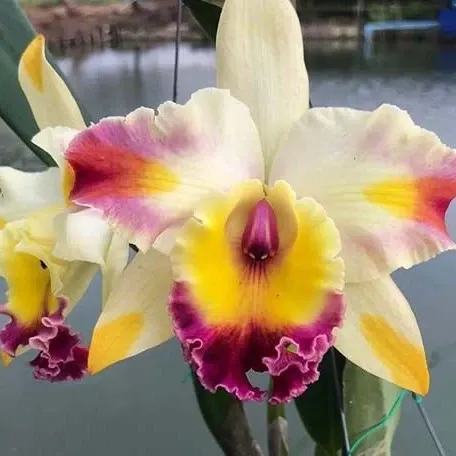 Rhyncholaeliocattleya Amazing Bangkok 'God Canvas' (Rhyncholaeliocattleya)