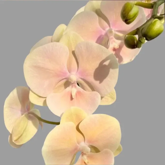 Phalaenopsis Silk Sunlit