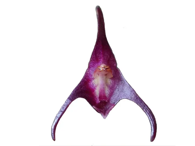Porroglossum doucetteanum