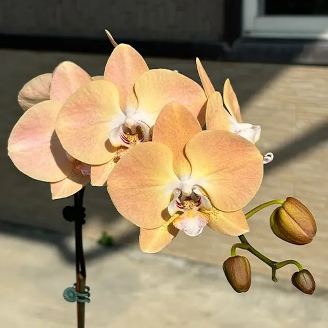 Phalaenopsis Harck Antique