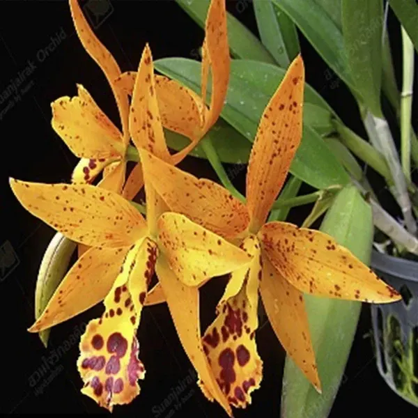 Cahuzacara Jairak Starburst 'Sunshine'