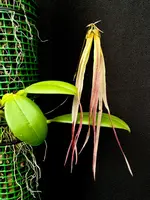 Bulbophyllum thiurum x plumatum