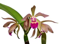 Cattleya Gigi Portilla