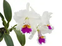 Cattleya Chyong Mil