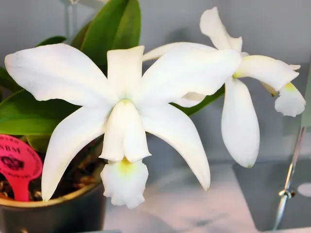 Cattleya violacea f alba x sib