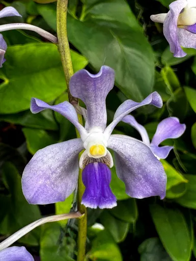 Vanda tessalata x 'Blue'