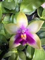 Phalaenopsis Miki Mok Choi Bear Queen ‘720’ (fragrant , XL plants)
