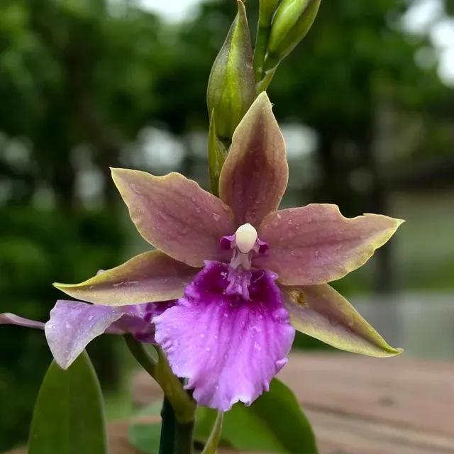 Miltonia Honolulu Warne's Best * Parfumata