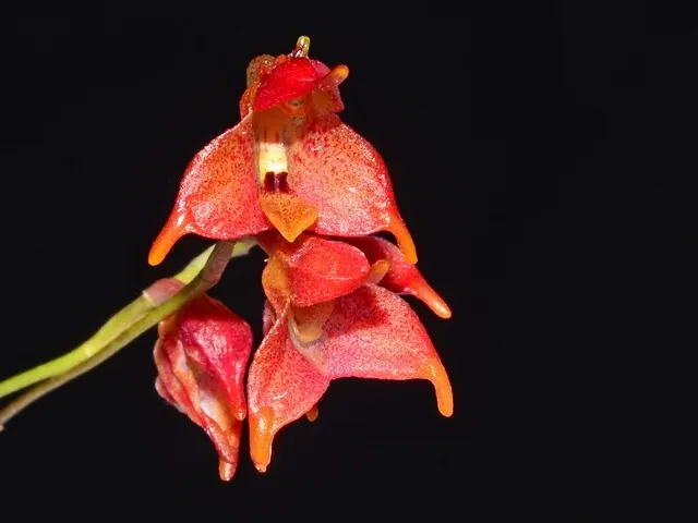 Porroglossum Ivan Portilla (Porroglossum)
