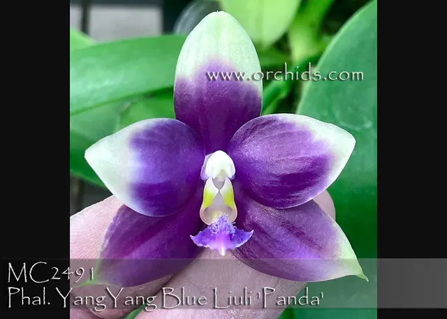 Phalaenopsis YangYang Blue Liuli 'Panda AM/AOS , Note : Amazing Fragrance !' (Phalaenopsis)