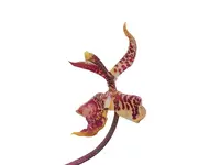 Gonginia Ecuagenera
