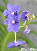 V. Pachara Delight 'Blue' (V. Karulea x V. Gordon Dillon) (VW58)(Huge Size) (Hybrid)