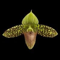 [Bare-root] #PH# Paph. sukhakulii xsib 蘇氏兜蘭 [2.4" NBS][Oct in stock 26]