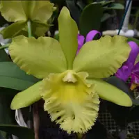 Rlc Prada Green Deluxe 'NN' near blooming size fragrant green cattleya clone.