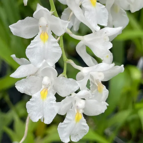 Rodriguezia venusta (Rodriguezia)
