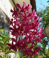 Caesar Red Seedling