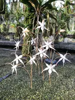 Aerangis distincta