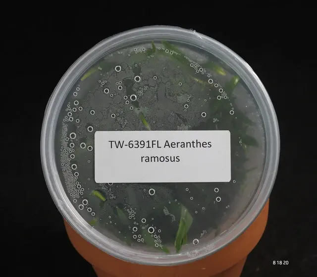 Aeranthes ramosus (Aeranthes)
