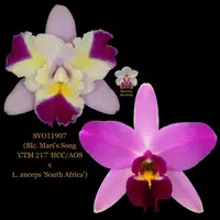 Cattleya Orchid Hybrid SVO11907 (Blc. Mari's Song 'CTM 217' HCC/AOS x L. anceps 'South Africa')