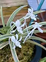 Neofinetia falcata ‘Higashidemiyako’