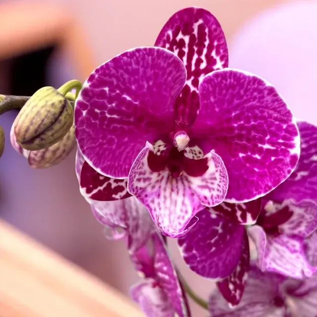 Phalaenopsis big lip 'Limited #28'