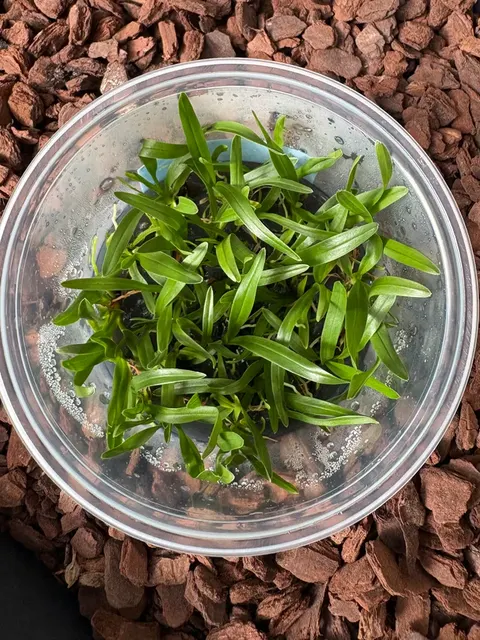 Jumellea major (Jumellea)