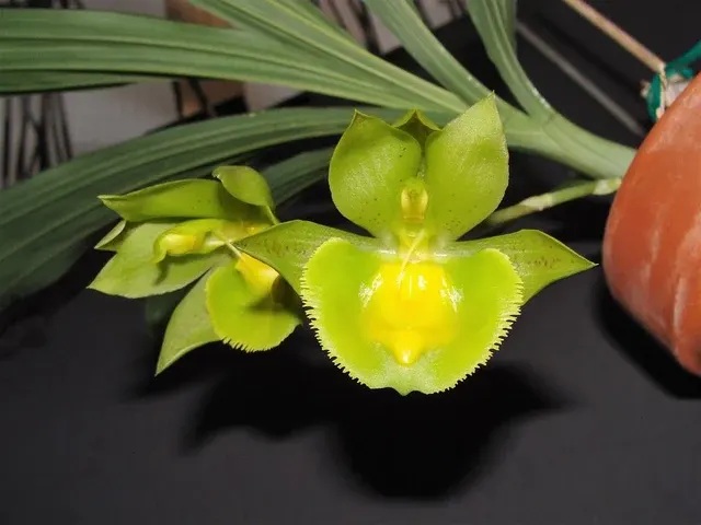 Catasetum Portagee Star HCC/AOS X Ctsm. Chuck Taylor 'BLS'