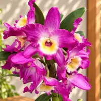 Dendrobium Nobile Akatsuki - parfumat — cu sau fara flori - ghiveci 12 cm