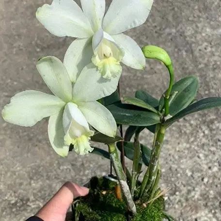 Cattleya loddigesii v. alba × sib (Cattleya)