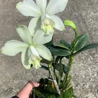 Cattleya loddigesii v. alba × sib 1.7"