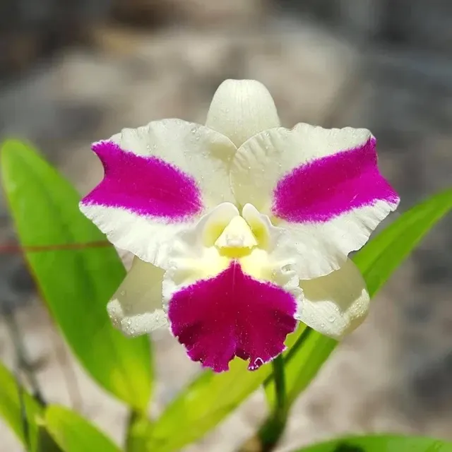 Rhyncholaeliocattleya Fong Yuan Beauty - Parfumat 'Red Eyebrows' (Rhyncholaeliocattleya)
