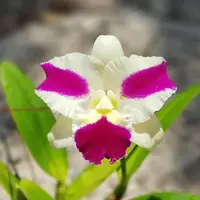 Rlc. Fong Yuan Beauty 'Red Eyebrows' - parfumat