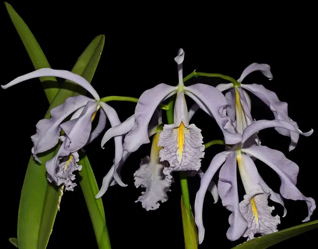 Cattleya maxima var. coerulea x sib (Hector x Angelo)