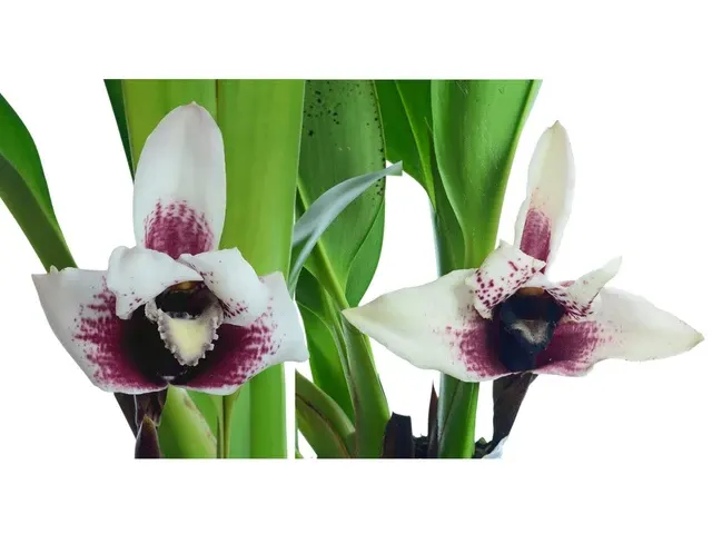 Maxillaria sanderiana x