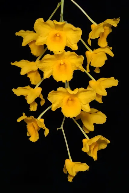 Dendrobium farmeri v. aureoflavum
