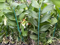 Angraecum infundibulare 2" IN SPIKE/BUD NOW!!!