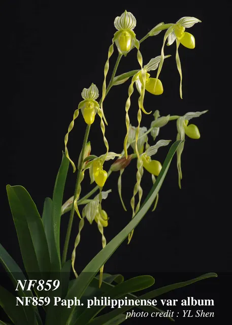 Paphiopedilum philippinense var album 'Note : Compact Strain' (Paphiopedilum)