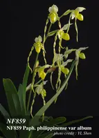 Paph. philippinense var album 'Note : Compact Strain ' (philippinense album ' Jeanie' x philippinense 'Immaculate Album' S/CSA)