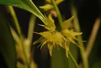 Pleurothallis ruscifolia