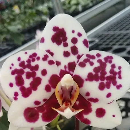 Phalaenopsis Golden Peoker '792' (Phalaenopsis)