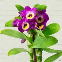Orchid Dendrobium
