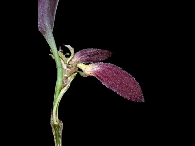Zootrophion beloglottis (Zootrophion)