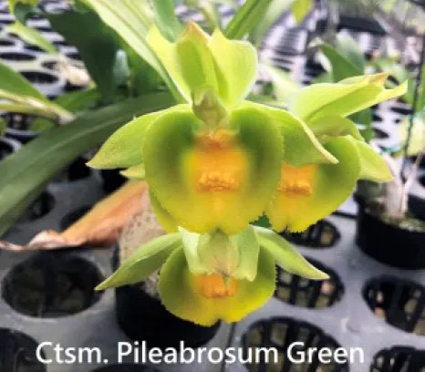 Catasetum Pileabrosum 'Green' (Catasetum)