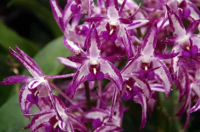 Dendrobium Gillieston Jazz × Dendrobium Victorian Bride
