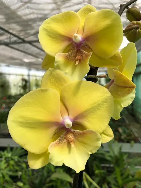 Phalaenopsis Manta Palau