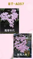 Phalaenopsis (schilleriana ‘风华年代’ x schilleriana ‘策马入林’)